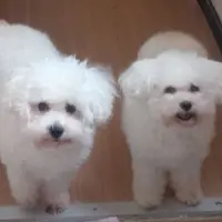 foodieZee