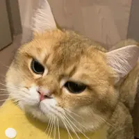 DoLaw