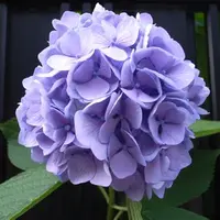 FloraYan5787