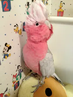 Pinkpump