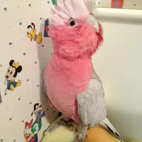 Pinkpump