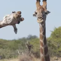 katesa