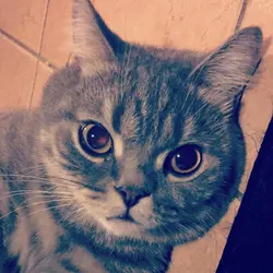 來自喵喵星的人