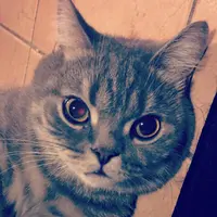 來自喵喵星的人