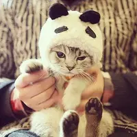 熊喵咪