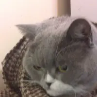 袁小花