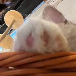 Erihppas Faded