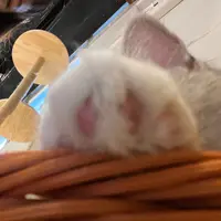 Erihppas Faded