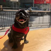 JoeyKwok2856