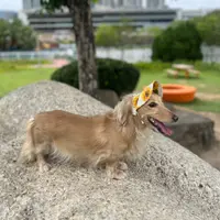 Koeylaolao