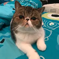 湯丸媽