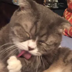識食的貓