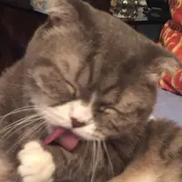 識食的貓