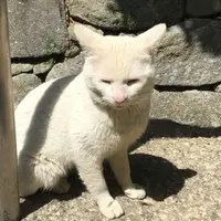 celainga