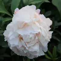 siukiki06