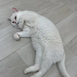 LewLii