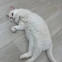 LewLii