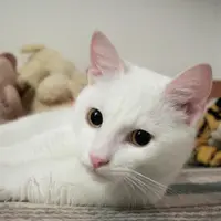 小白貓