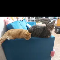 SisterFat