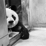 跟住熊貓食食食