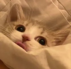 ~為食喵~