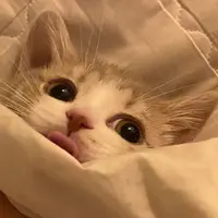 ~為食喵~