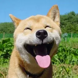 西環鬆弛熊