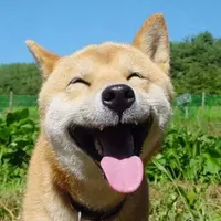 西環鬆弛熊