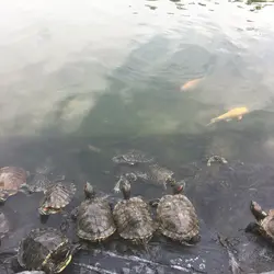 覓食之神