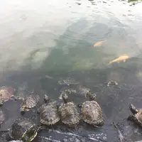 覓食之神