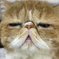 煩膠為食肥師奶