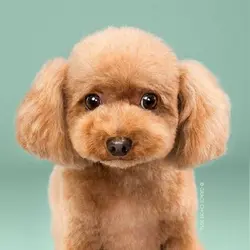 hungrydoggie