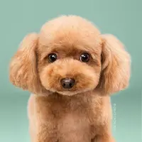 hungrydoggie