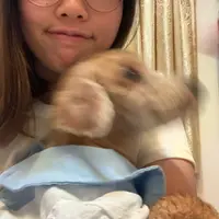 wonksvite