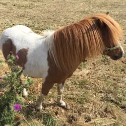 horsehigh2018