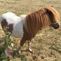 horsehigh2018