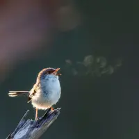 独食王