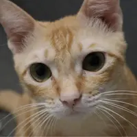meow shop