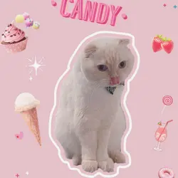 wpboo