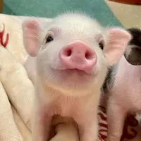Kiwi _Lam