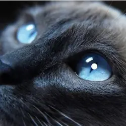 Sapphire Blue