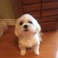 jennywongssp68