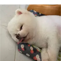 elainechan36