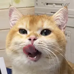 bbbclsc