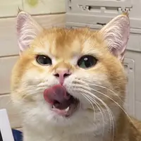bbbclsc
