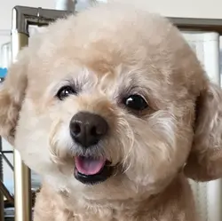 小肥樹熊君