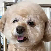 小肥树熊君