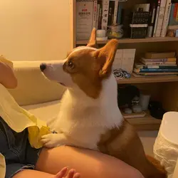 聪明的笨猪