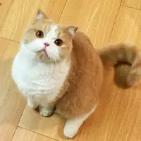 Chang-qq