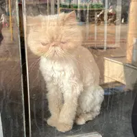 肥猫人